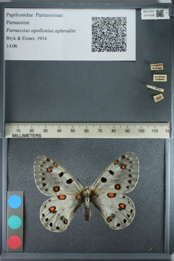 Media type: image;   Entomology 174238